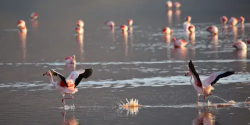 flamingos are starting to fly in Bolivia