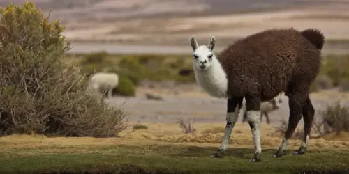 a llama is staring at me in Bolivia