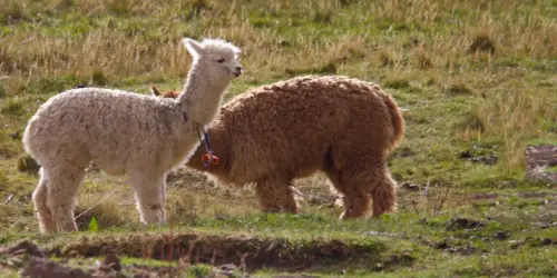 Two alpacas, white and brown, grazing on the hill Cusco, Peru.