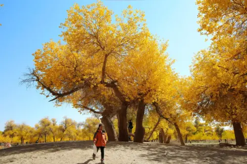 Ejin Poplar Forest 