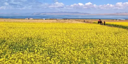 Qinghai Lake 